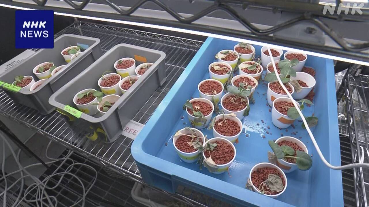 野菜に“エタノール”与え気温高い環境でも成長させる研究進む