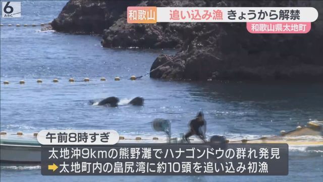 【和歌山】太地町でクジラ・イルカの追い込み漁が解禁、動物愛護団体が抗議活動も…大きな混乱なし