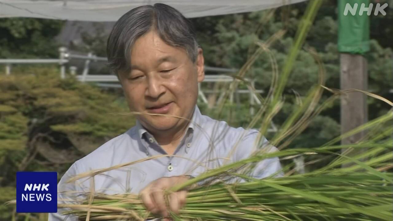天皇陛下が皇居で恒例のお稲刈り