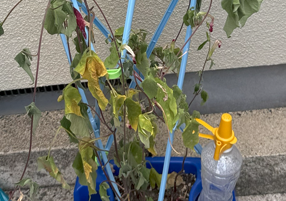 【東京】夏休みが暑すぎて、「アサガオ観察」宿題の難易度が爆上がり　種がつかない、枯れる……(岡田有花氏)