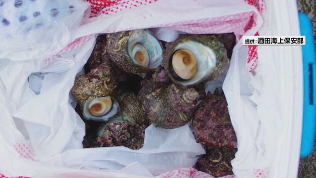 「バーベキューで食べよう」安易な動機でサザエやアワビ密猟　酒田海上保安部が16人を摘発