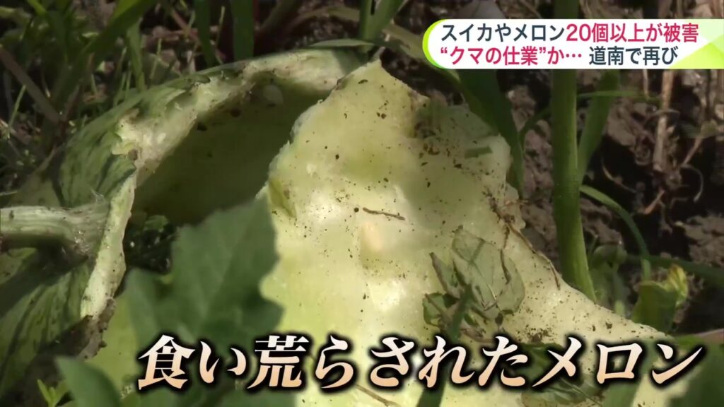 【北海道】クマのしわざか　メロン２００個、食い荒らされる