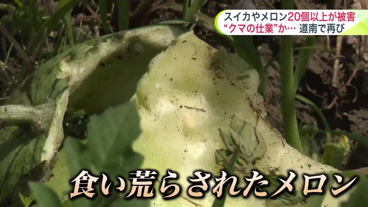 【北海道】クマのしわざか　メロン２００個、食い荒らされる