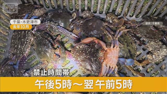 【千葉】東京湾でワタリガニ大量捕獲の外国人が急増　中国SNSに「98匹」
