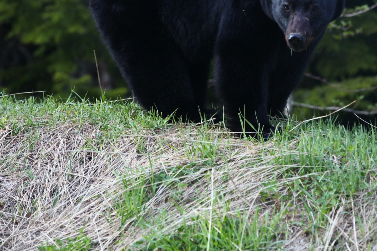 【国際】バイクで走行中クマに遭遇　エサを与えようとし母グマに引き摺り込まれ死亡　ルーマニア