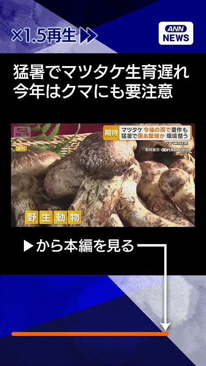 【松茸】マツタケ今後の雨で豊作も　猛暑でまだ採れず　菌糸繁殖か環境整う　クマには注意