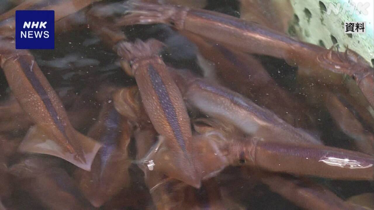 【水産庁】スルメイカ 今年度の漁獲枠 一転 現状から34％拡大へ