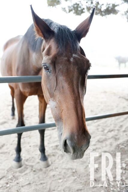 【競馬】ハルウララ…〝113連敗した負け組の星〟が天国へと旅立っていた