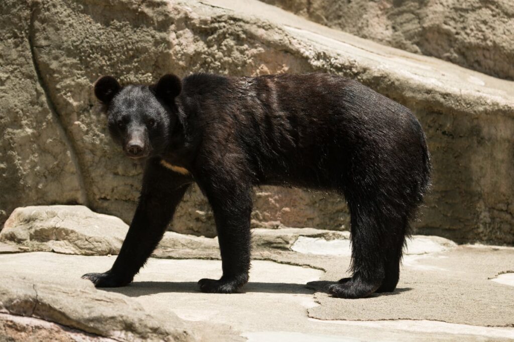 【（・(ｪ)・）】なぜ猟友会の“クマ駆除拒否”が頻発するのか…「我々を都合よく利用するのだけはやめてもらいたい」現役ハンター指摘
