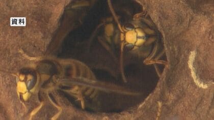 【長野】観光客など11人がスズメバチに刺される　観光スポットの戸隠神社の参道　親子含む4人が病院に搬送　いずれも意識はあるという