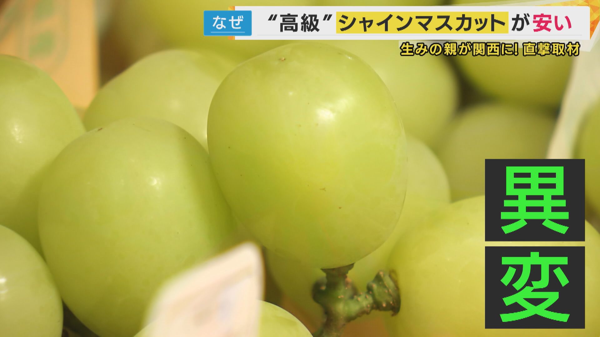 【高級フルーツ】「1房千円以下も」シャインマスカット"猛暑影響で小粒・生産量増"で安価に「黄色い方が甘い」見分け方も