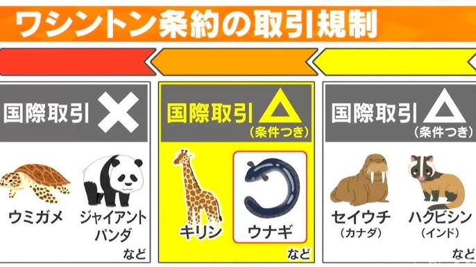 【鰻】専門家｢ウナギの流通量はかなり減少か｣ もしニホンウナギがワシントン条約の規制対象になったら… 動物保護の観点では｢キリン｣などと同じ扱い
