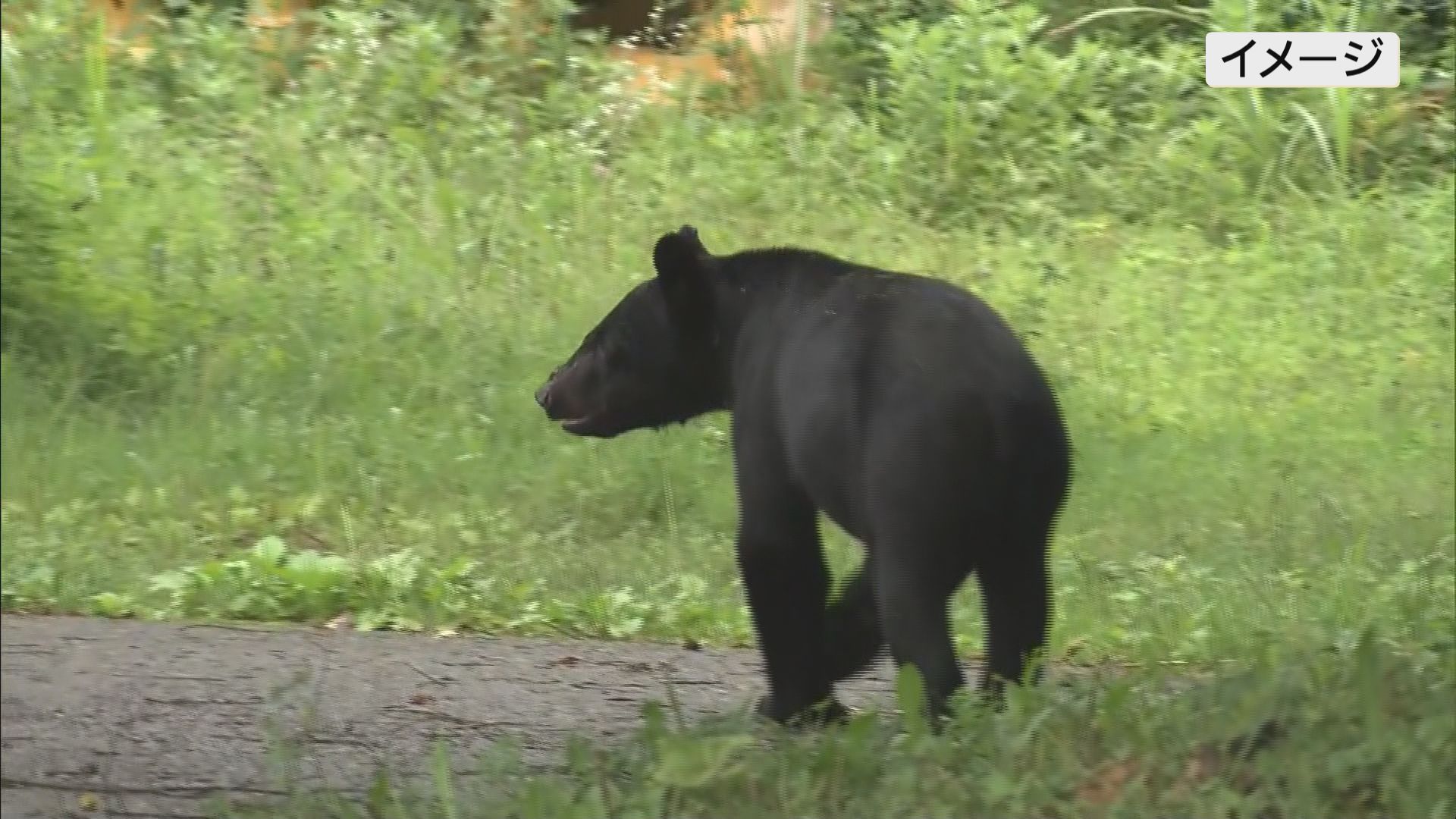 【（・(ｪ)・）？】福島市でクマようの動物とバイクが接触　５０代のバイク男性が重傷