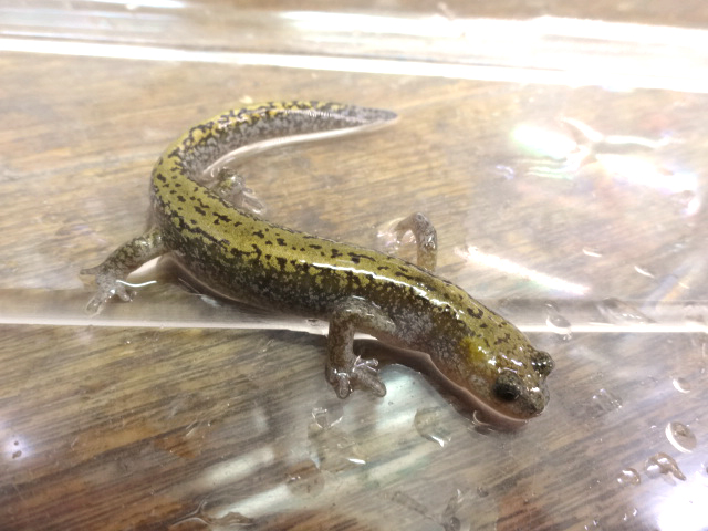 釧路メガソーラー計画地で天然記念物「キタサンショウウオ」確認。業者は生息「知らなかった」