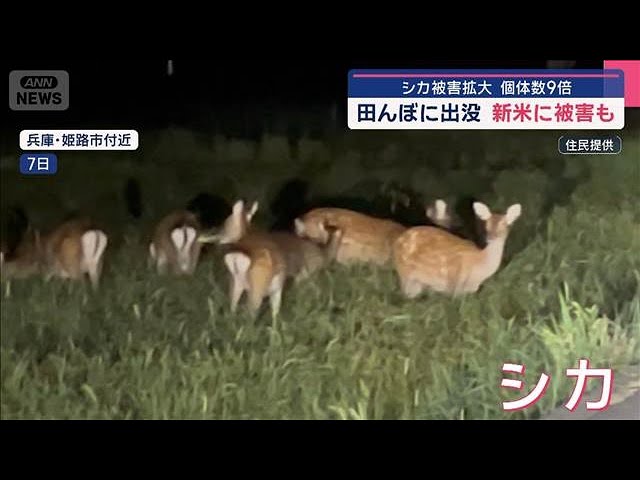 シカ被害拡大　田んぼに出没…新米に被害も　個体数9倍