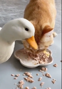 【動画】　日本人が移民を嫌う理由がこちらｗｗ