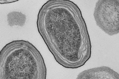 地球の酸素20％作るプランクトン、今世紀末に半減の恐れ　米大チーム | 毎日新聞