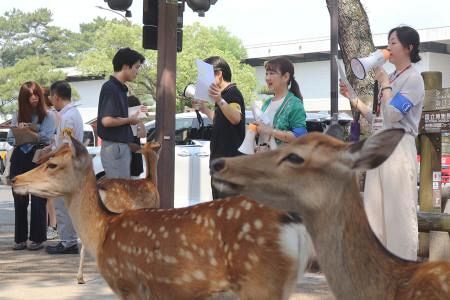奈良のシカ、過去最多1465頭　けが増、訪日客に注意喚起