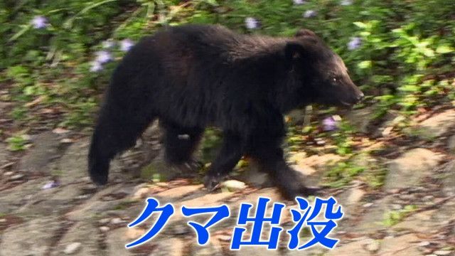 玄米を入れていた米袋2つがなくなる→近くにはクマの足跡