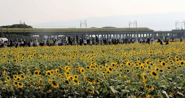 迷惑「撮り鉄」がひまわり畑に三脚、民家の敷地に無断侵入して庭木を切断