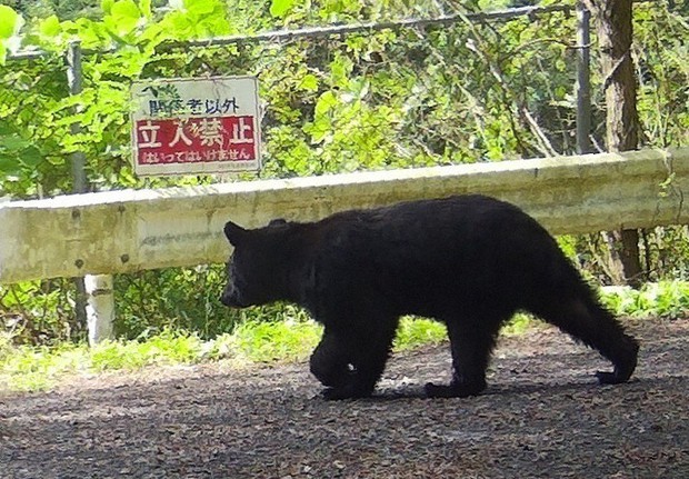 道にクマファイナル　道で動かないで邪魔になるクマに近づいた所突然動き出し噛みつく