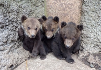 子グマを罠で捕らえる→助けに来た親グマを射殺→子グマも射殺