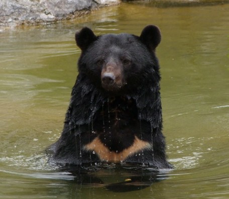 【速報】クマ被害か？温泉の清掃従業員行方不明　露天風呂入り口付近に血痕