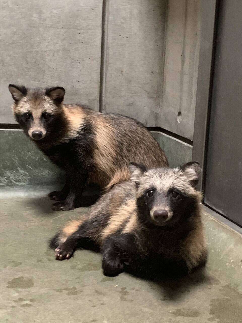 タヌキはオスとメスのつがいでメスが死ぬとオスが弱って死んでしまう