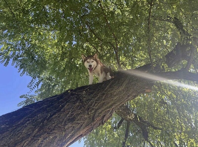 木に登って降りられなくなったハスキー犬を無事救出　米インディアナ州