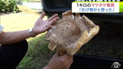 「“化け物”だと思った」直径30cm・重さ1kg超の『超巨大マツタケ』発見！