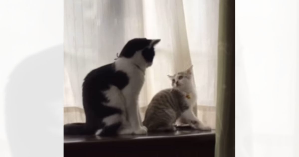 【´･(ｪ)･｀)ｪ)･｀) ｪ)･｀)  ｪ)･｀】「クマだらけだ…」栗拾いの男性がクマに襲われけが　1日で27頭の目撃情報も相次ぐ　青森県むつ市