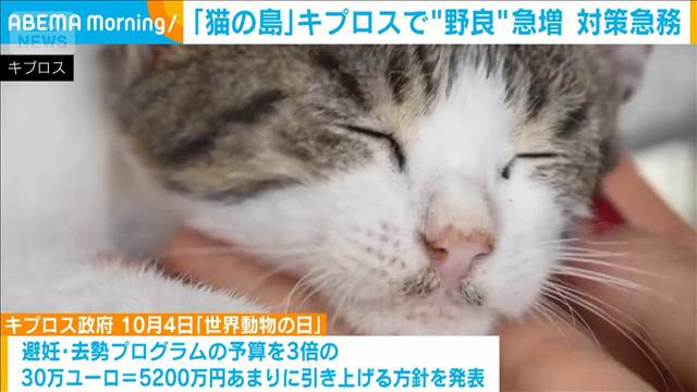 【およそ100万人いる人口と、ほぼ同じ数…】「猫の島」で野良猫急増　キプロスが対策　避妊・去勢の予算を3倍に