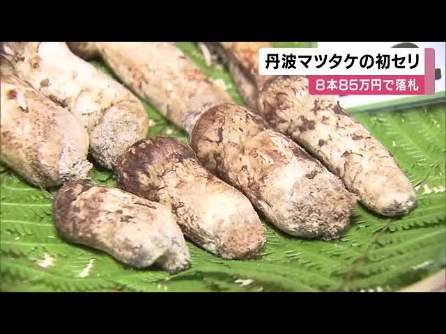 【兵庫】ことしは豊作「丹波マツタケ」の初競り　８本８５万円で落札　料理長「すごくモノが良い」
