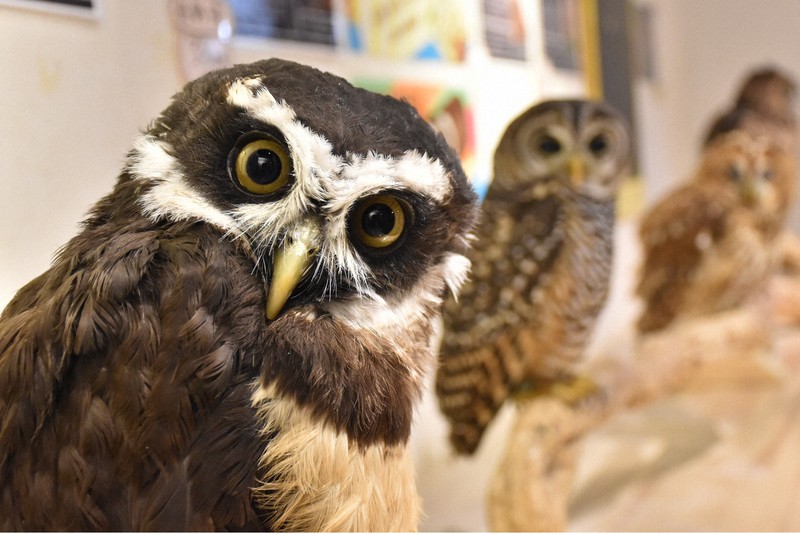 【感染症の温床】「野生動物カフェ」で不適切管理横行、細菌137種検出　WWF覆面調査