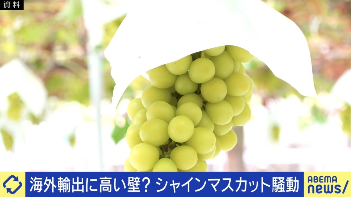 【海賊版シャインマスカット野放しに？国産を譲らない輸出戦略】弁理士「中国は日本産だと偽っている…風評被害がすごい」