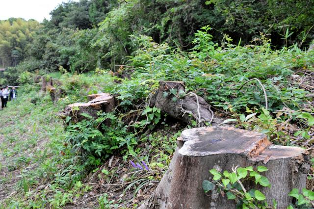 【福岡】私有地の柿の木など10本、町が誤伐採　「収穫を楽しみにしていた。両親が植えた樹齢50年超の大切な木…」　篠栗町