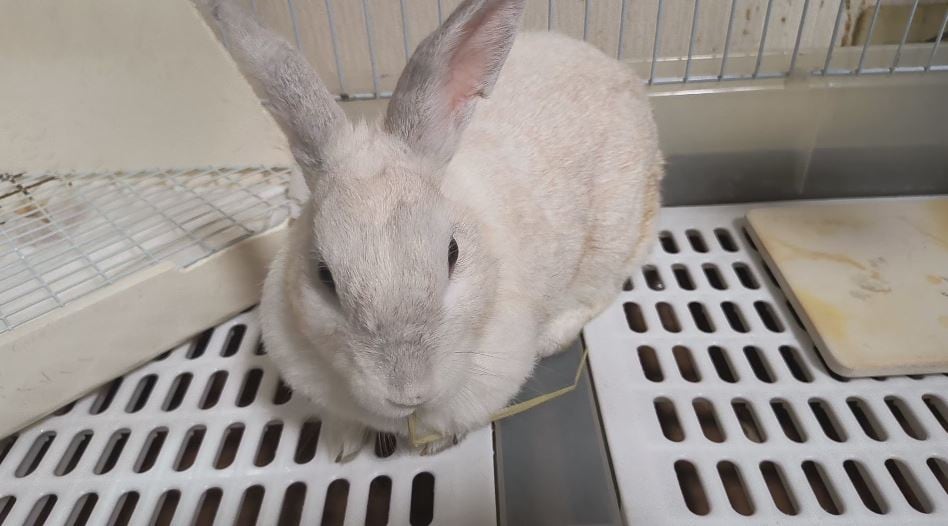 【長野県】2匹が55匹に…民家でウサギが増え過ぎた“多頭繁殖”　飼い主「いつの間にか増えてしまった」　「県内初」ウサギの譲渡会　引き取った家族「幸せにしてあげたい」