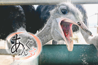 【食肉】「第4の肉」ダチョウってどんな味？　飼料効率良く雨や雪も平気