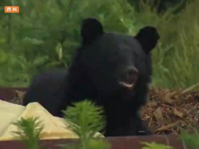 【（・(ｪ)・）】クマが背後から覆いかぶさる　自宅敷地内で女性がクマに襲われケガ　山形・飯豊町