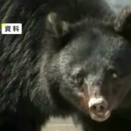 【（・(ｪ)・）】クマに襲われ大けが、ドクターヘリで搬送　1人でクリ拾い中86歳男性が腕をかまれ頭を引っかかれる　岩手県雫石町