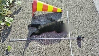 【（・(ｪ)・）】北陸自動車道で死んだクマは3頭に、行方がわからなかった子グマも100メートル離れた路上で死んでいるのが見つかる　富山