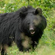【（・(ｪ)・）】捕獲したクマに襲われる　鳥獣被害対策実施隊の81歳男性が重傷　ドラム缶式のわなで中の様子見えず　岩手県雫石町