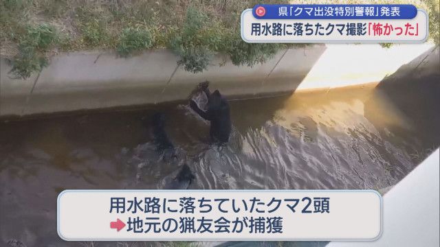 【（・(ｪ)・）】用水路に落ちたクマ撮影「人間の叫び声かと思うくらいすごかった」、県『クマ出没特別警報』を発表　新潟・新発田市