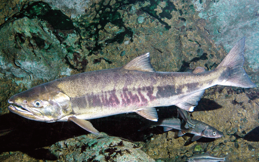 北海道の秋サケ漁獲数、47％減　3年連続減少で、317万匹