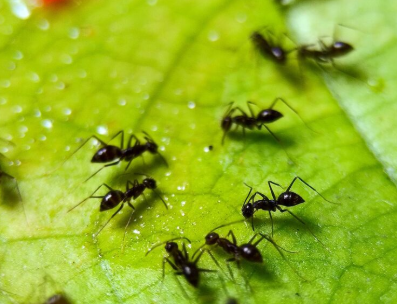 【🐜】仕事も子どもの世話も掃除もしない…交尾を終えたら死んでいくオスアリの「精子の運び屋」としての人生