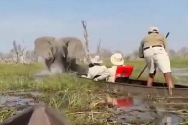 ゾウが湿地帯を突進、観光客の乗ったカヌーに襲いかかる【動画】
