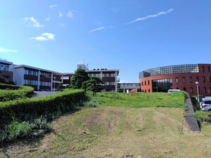 世界初、小麦とトウモロコシの雑種が誕生　新作物につながる可能性も「トウモロコシコムギ」と名付けられる