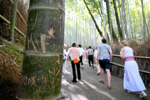 京都・嵐山の「竹林の小径」で落書き被害増加　市は一部伐採を検討