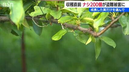 成長した実だけを選んで「まさかこんなことになるとは」収穫直前『かおり』が200個盗まれる