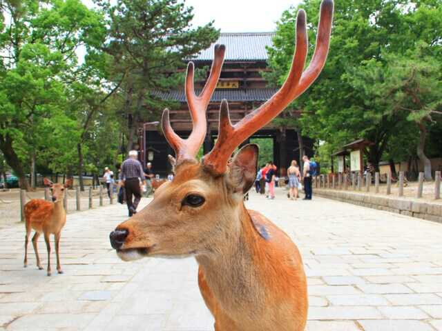 日テレ奈良の鹿暴行“やらせ”疑惑を一蹴。「彼女は実在する人間です」会社代表が名乗り出る？ 「心身衰弱しております」